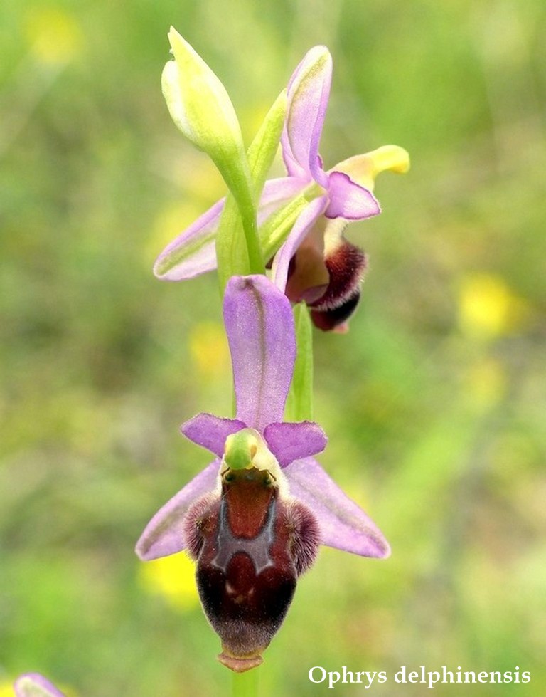 Grecia 23_25 aprile 2016  un fine settimana tra le orchidee.